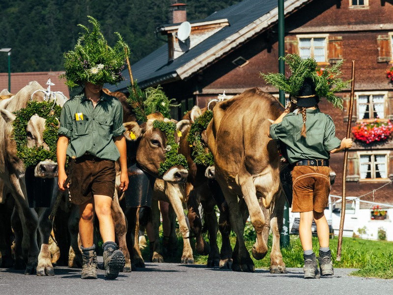 Alpabtrieb im Bregenzerwald