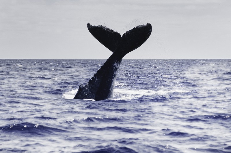 Wale aatching