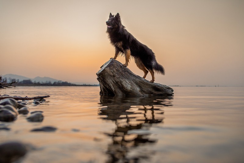 Hundefoto bei Sonnenuntergang am Bodensee