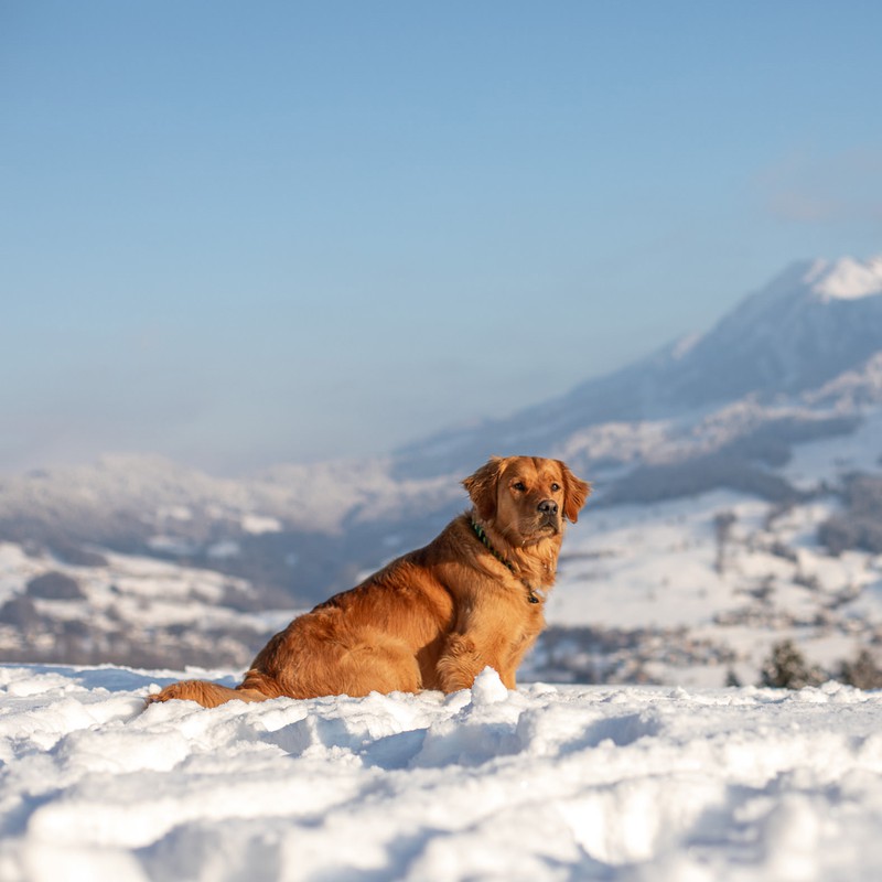 Hundefotografie im Schnee