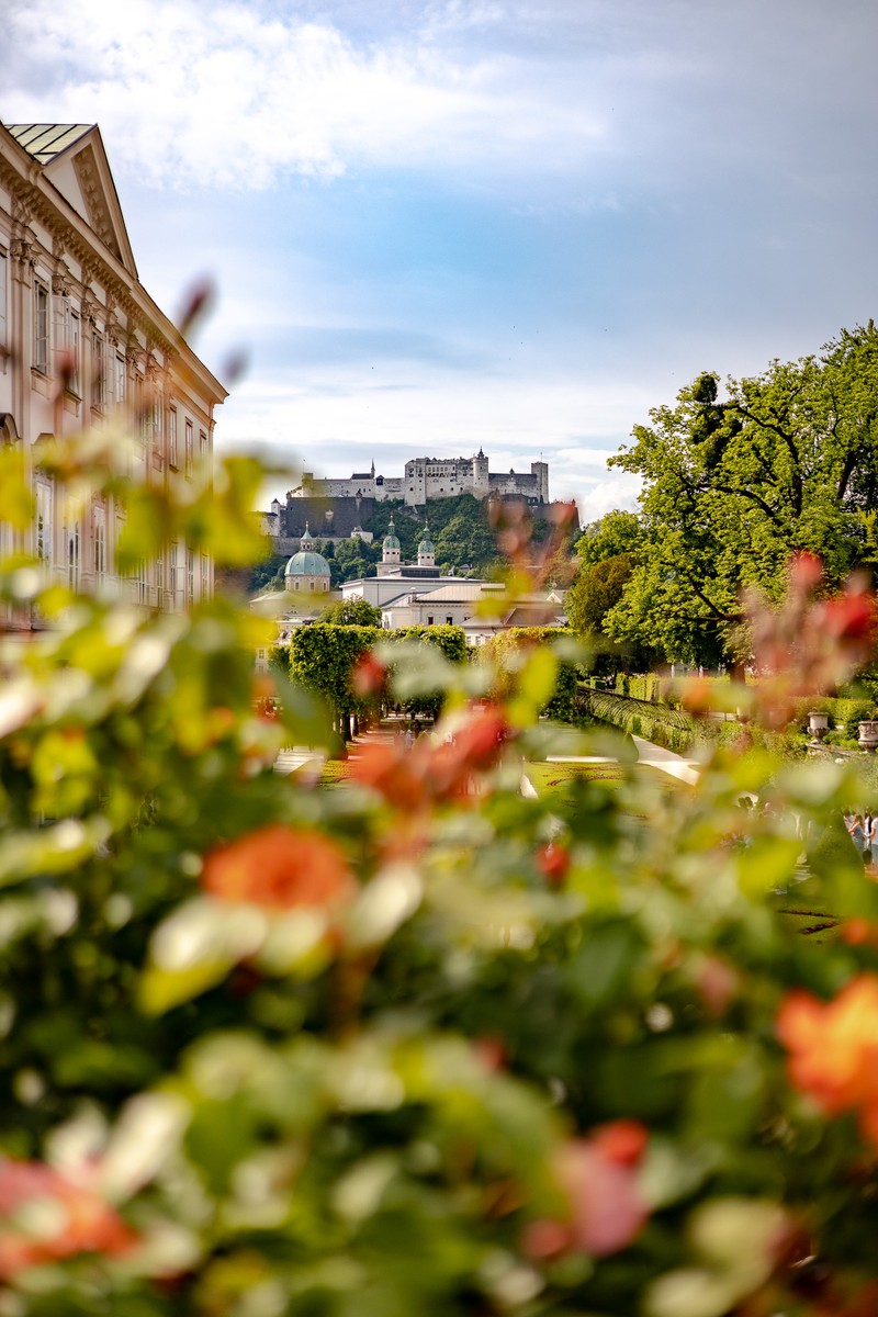 Salzburg Mirabellgarten mit Blick auf die Festung Hohensalzburg, Vordergrund Rosenbusch