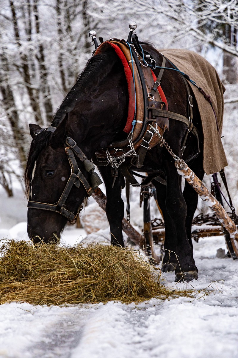 Pferd mit Schlitten