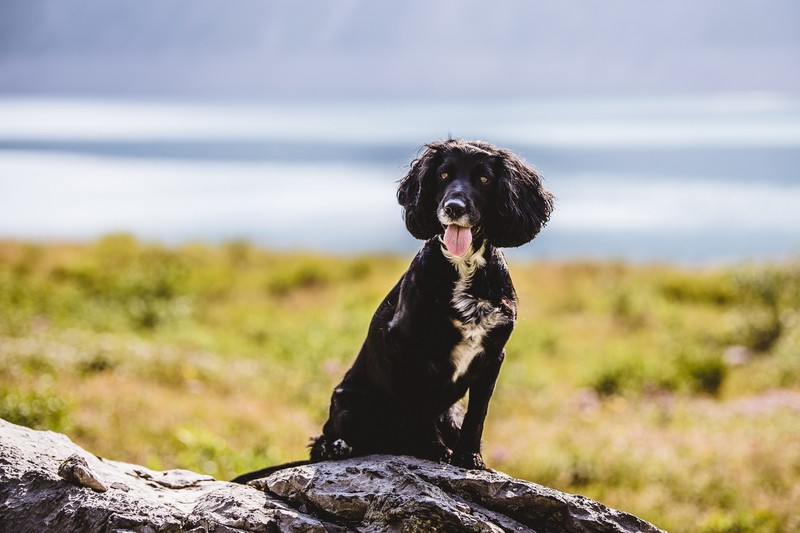 Hund am Lünersee